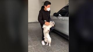 ¡El más contento! Perro tuvo emotiva reacción tras reencontrarse con el novio de su dueña después de mucho tiempo [VIDEO]