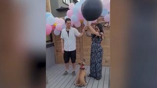El hilarante video viral del perro que arruinó la fiesta de revelación de género de un bebé