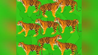 Desafío visual: ¿Puedes hallar cuántos tigres hay en la imagen en 10 segundos?