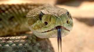 Decenas de serpientes “vivían” debajo del cobertizo de un rancho