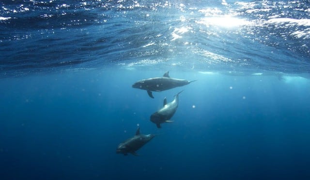Desafío visual: halla al caballito de mar, al delfín y al pulpo escondidos en el fondo del mar. (Foto: Pixabay)