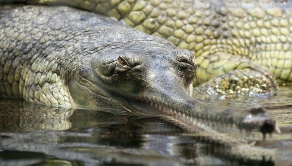 Un reto viral que tiene como protagonista a un gavial del Ganges y su numerosa prole tomó por asalto Twitter y otras conocidas redes sociales. | Crédito: Pixabay / Referencial.