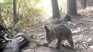 El enfrentamiento entre un lince y una serpiente de cascabel que se volvió viral por su final