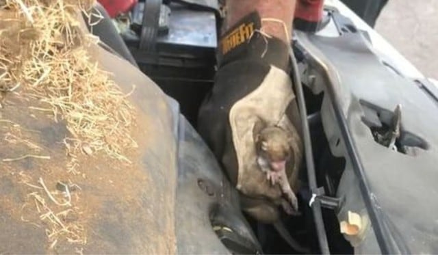 El animal fue encontrado aquí.  (Captura)