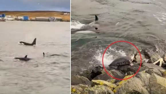 Una foca fue captada huyendo desesperadamente porque varias orcas la perseguían. (Foto: Haydn Thomason / Facebook)