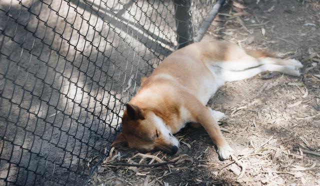 Una prueba de ADN ha confirmado que se trata un dingo 100% puro. (Foto: Referencial/Pixabay)
