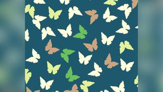 Reta tu concentración encontrando la mariposa diferente en 7 segundos