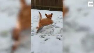 Feliz Navidad: perro conoce la nieve por primera vez y reacción conmueve al mundo [VIDEO]