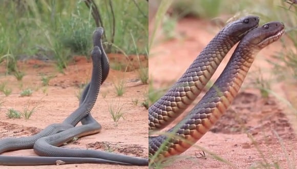 Un video viral muestra la violenta lucha entre dos serpientes para establecer su dominio en la época de apareamiento. | Crédito: Australian Wildlife Conservancy / Facebook.