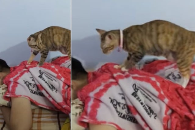Foto 1 de 3 | El gato fue captado ‘dándole masajes’ a su dueño y la escena sorprendió en Internet. | Foto: ViralHog / YouTube. (Desliza hacia la izquierda para ver más fotos)