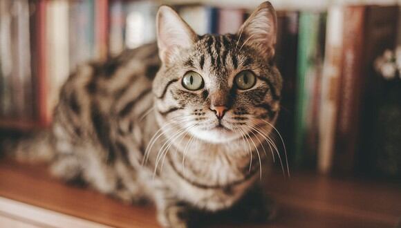Estudio afirma que los gatos pueden contagiarse del COVID-19 y contagiarse entre ellos. (Pixabay)