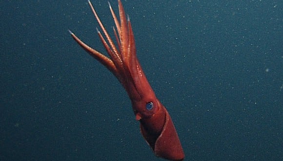 El enorme calamar hirió en la pierna a James Taylor. (Foto: AFP)