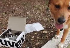 Un perro ‘adopta’ a cuatro gatos abandonados y los cría como sus ‘hijos’