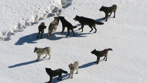 Un video viral muestra el esplendor de una manada de lobos desplazándose a plena luz del día por un camino nevado. | Crédito: Mikesell Clegg / Facebook.