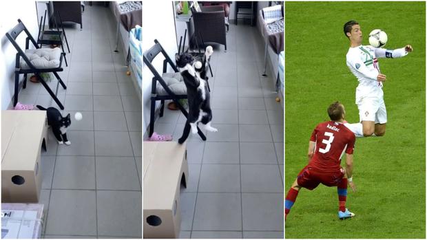 Gato es viral por parar con el pecho una pelota a lo Cristiano Ronaldo. (Janakornfeind/TikTok)