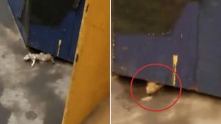 ¡Increíble video viral! Rata gigante sorprende en el metro de Nueva York