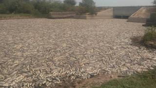 Escena apocalíptica: aparecen millones de peces muertos por falta de agua en un río de Argentina