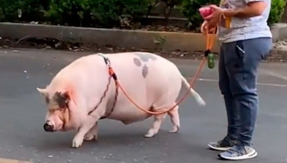 Un cerdito pasea con su dueña como si fuera un can. El video es viral en TikTok (Foto: TikTok)