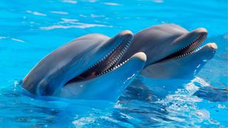 Dos delfines juegan al lado de unos kayakistas y cautivan a miles