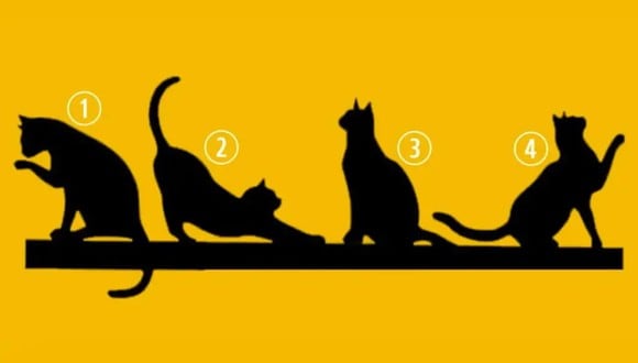 TEST VISUAL | En esta imagen hay varios gatos. Tienes que seleccionar uno. (Foto: namastest.net)