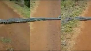 Escoltada por una horda de víboras: enorme anaconda sorprende a turistas en una carretera de Brasil [VIDEO]