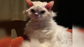 Chirico, la gata que siempre para enojado causa furor en redes sociales