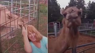 Quiso tomar una foto al lado de camello y casi le arranca el cabello en el viral del día [VIDEO]