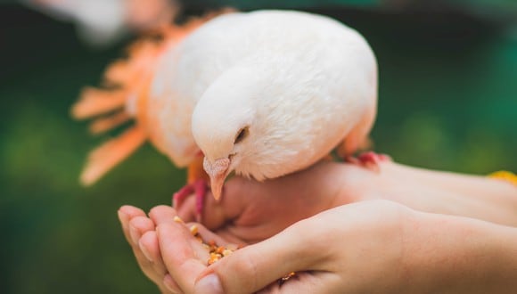Un niño conquistó los corazones de más de uno en las redes sociales al ser grabado alimentando a unas hambrientes aves con la paciencia casi infinita de un monje.| Crédito: Pexels/Referencial.