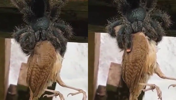 Un video viral de una avicularia de gran tamaño comiendo lentamente un pájaro demuestra que en la naturaleza la única ley que existe es la del más fuerte. | Crédito: @AmazingScaryVid / Twitter.