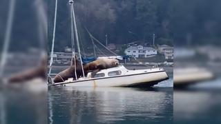 Dos enormes lobos marinos son captados ‘robando’ una lancha
