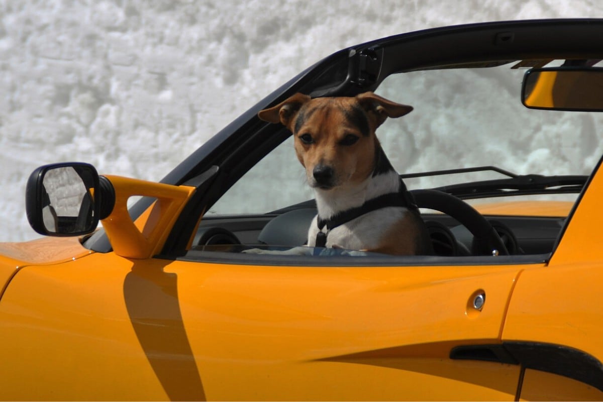 Policías en Estados Unidos no podían salir de su asombro al intervenir un auto y descubrir a un perro detrás del volante, acompañado de su dueño. (Foto: Pixabay/Referencial)
