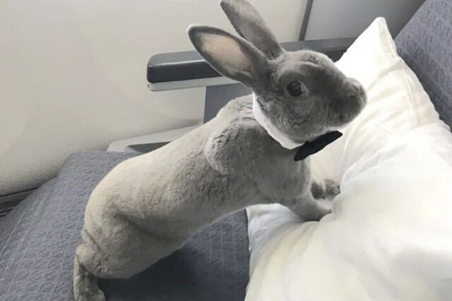 Se trata de una coneja registrada como animal de apoyo emocional de su dueña, que la acompaña en sus viajes al exterior. (Foto: Kennedy News)