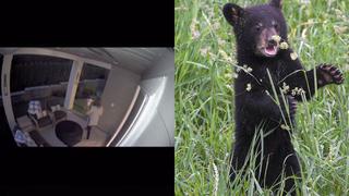 Madre muestra sus reflejos por detener a su hijo que iba tras un oso negro en su patio