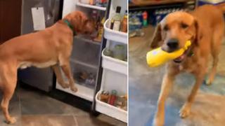 Perro ayuda a su amo a preparar un sándwich e impacta en Internet