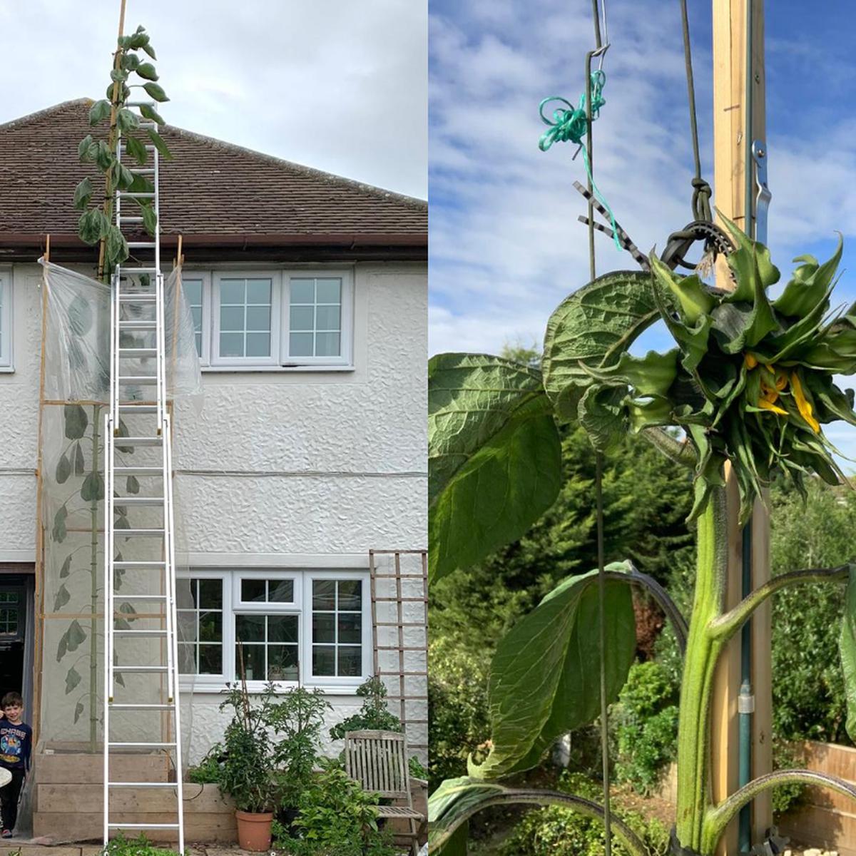 FOTO VIRAL | Padre cumple el deseo de su menor hijo al plantar un girasol  más grande que su casa | Twitter viral | YouTube viral | Reino Unido |  Fotos | nnda nnrt | OFF-SIDE | DEPOR