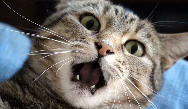 El video del gato causó sensación entre los usuarios. (Foto referencial: Pixabay)