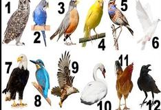 El pájaro que te representa según tu mes de nacimiento y sus claves para tu personalidad