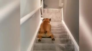 Flojera en cuatro patas: perro baja las escaleras reptando y es lo más visto en las redes sociales [VIDEO]