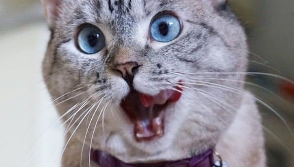 Esta tierna gatita es una de las 10 mascotas más adineradas en la actualidad (Foto: Nala Cat / Instagram)