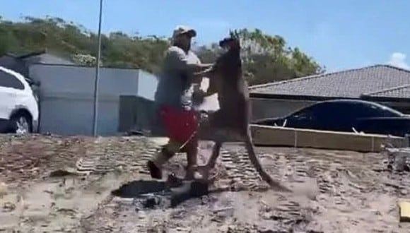 La insólita pelea entre un canguro y un  hombre se vuelve viral. (Foto: 7NEWS Australia / YouTube)