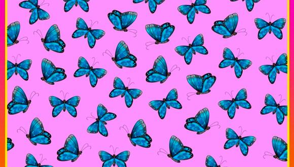 ¿Logras ver la mariposa diferente en la imagen? Prueba tus sentidos con este acertijo visual. | Foto: genial.guru