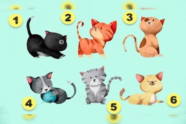 deficiencia Mirar furtivamente discreción ▷ Escoge uno de los gatos en este test de personalidad y tu verdadero  carácter saldrá a flote | MEXICO | DEPOR