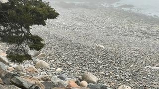 Encuentra la cría de la foca oculta entre las rocas: el 99 % falló en el primer intento