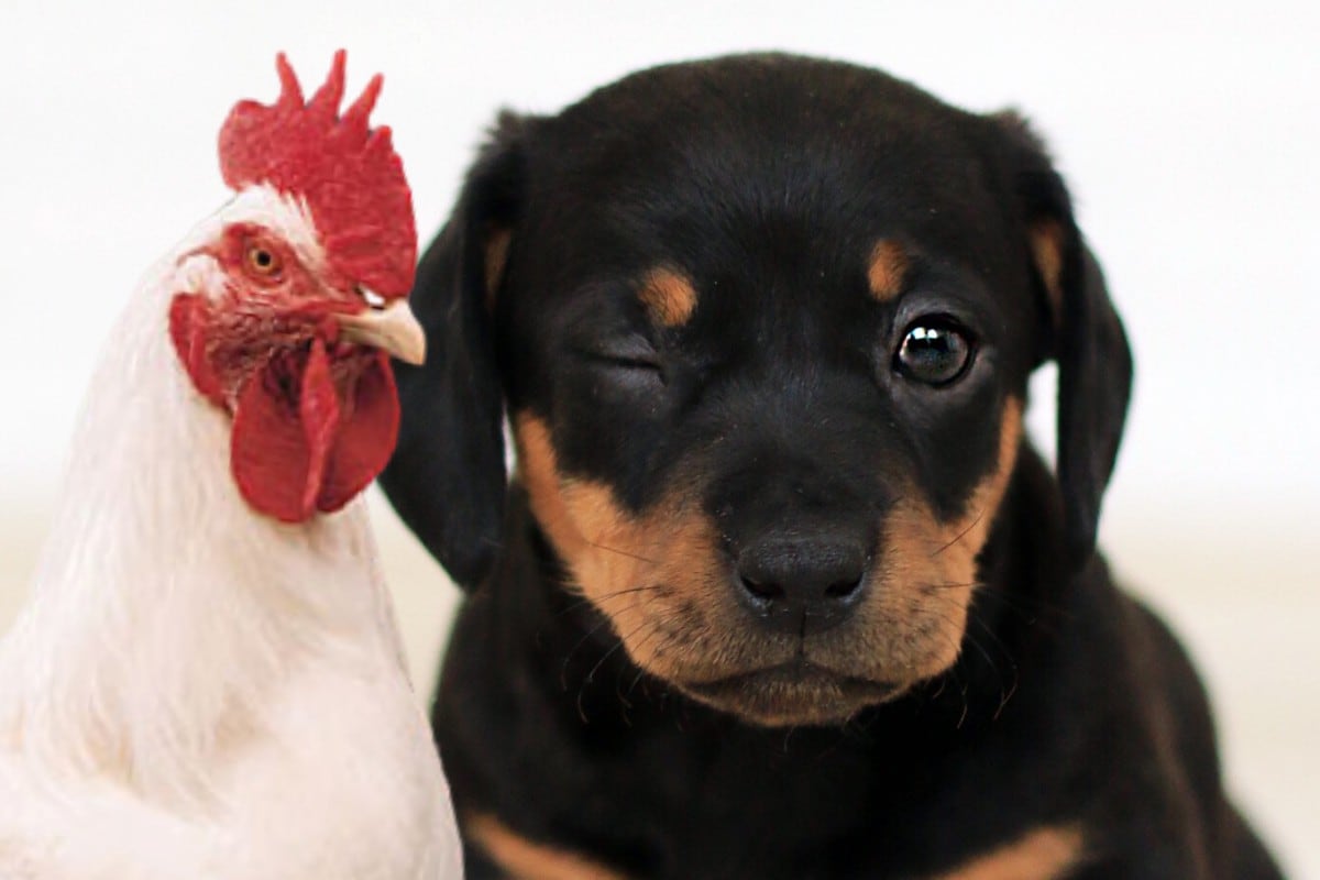 Un perrito y una gallina protagonizaron un robo de película que causa sensación en las redes sociales. (Foto: Pexels/Referencial)