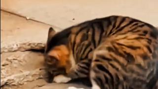 Gato muestra magistral forma de atrapar un ratón en dos pasos y es viral en TikTok 