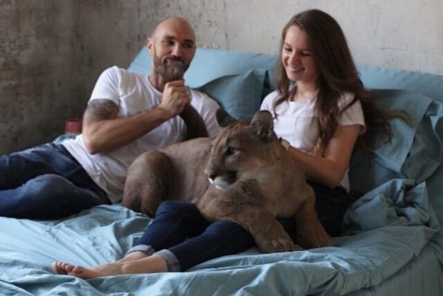 Pese a su tamaño considerable y sus 40 kilos de peso, el animal tiene un temperamento calmado pero no se lleva bien con la otra mascota de la peculiar pareja. (Foto: @l_am_puma en Instagram)