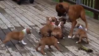 El gracioso momento en que varios cachorros hambrientos confunden a su padre con su madre