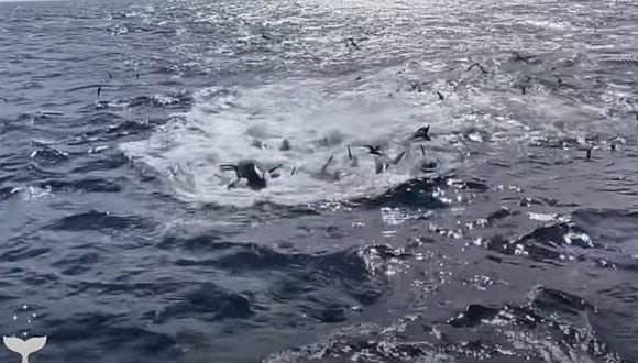 Una ballena fue devorada por 70 orcas frente a un grupo de turistas. Ocurrió en las costas de Australia. (Foto: Whale Watch Western Australia / YouTube)