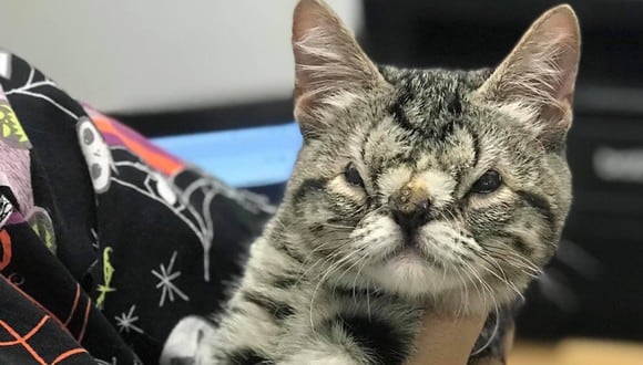 Kaya, la gatita que nadie quiere adoptar por tener una anomalía facial congénita. (The Ontario Rescue)
