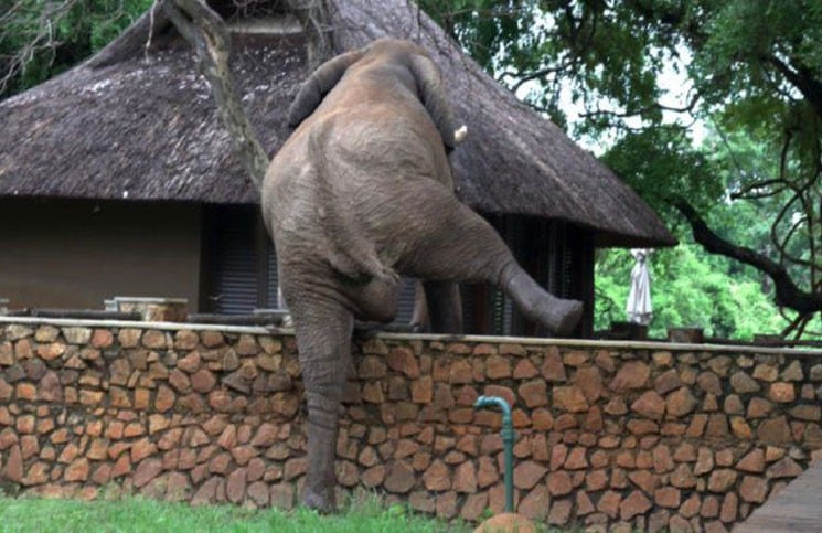 Al elefante se le antojó unos mangos y no tuvo reparos en buscarlos en un hotel. (Foto: YouTube de Caters Clips)